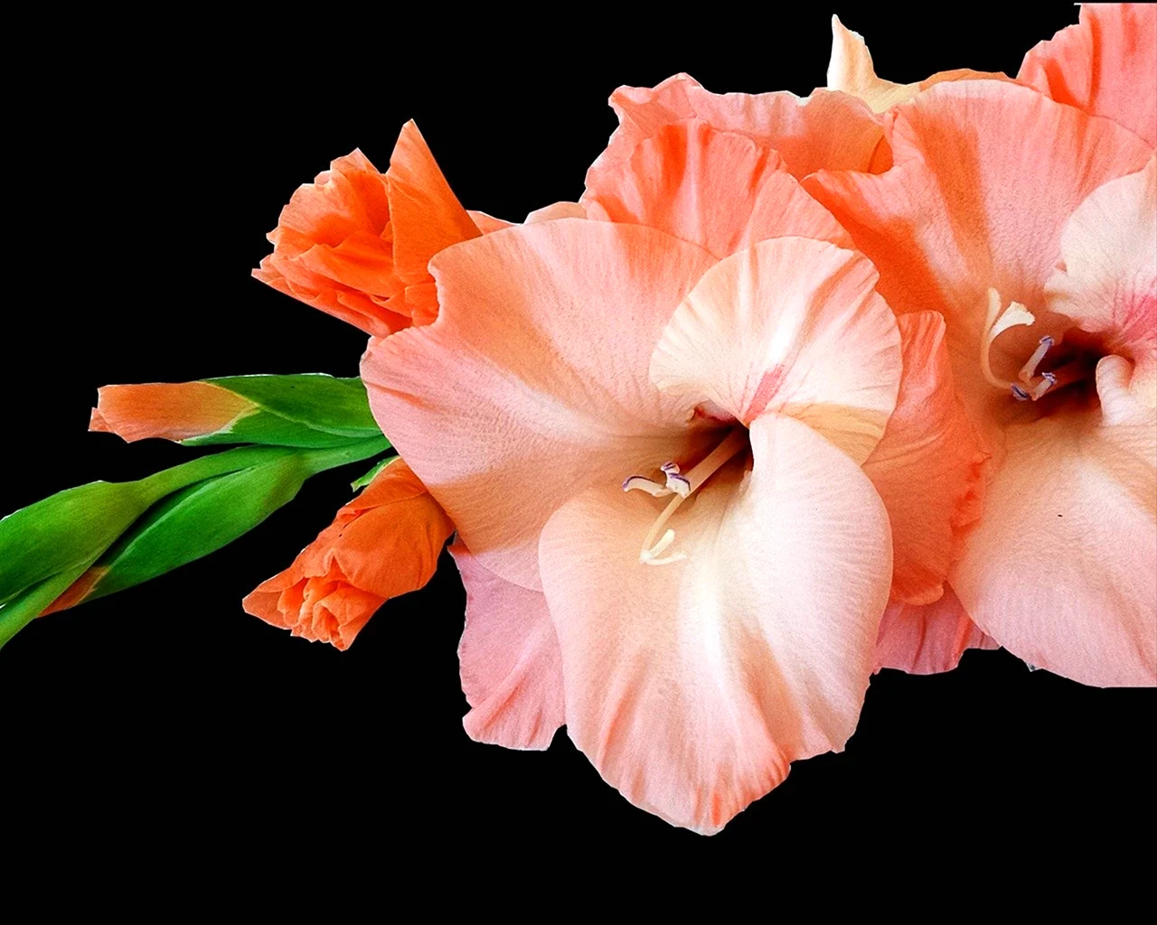 Гладиолус цветы с бутонами