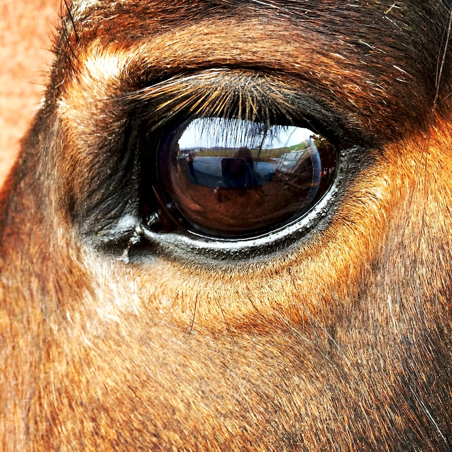 Глаз лошади
