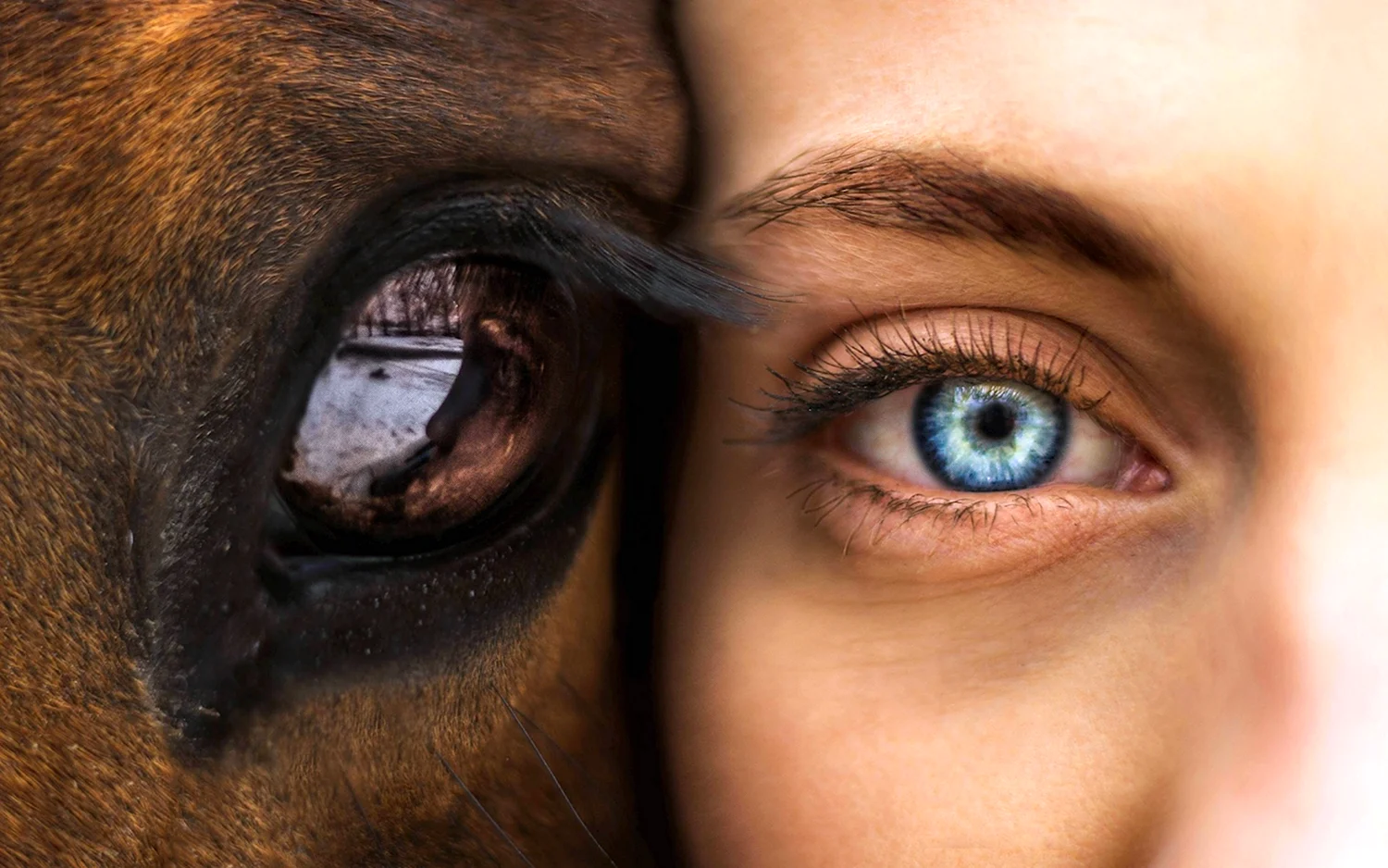 Глаз лошади и человека