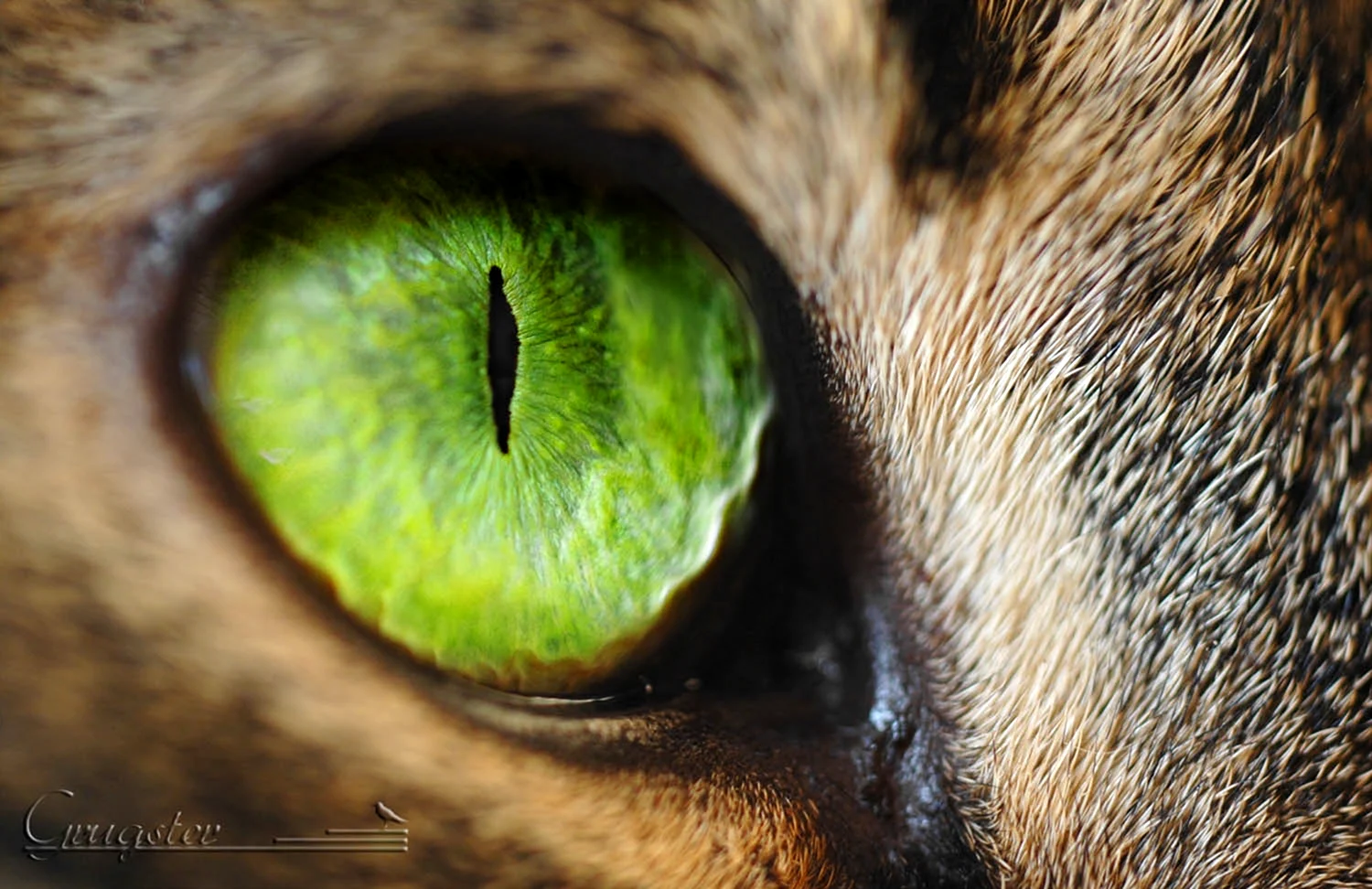 Глаза кота