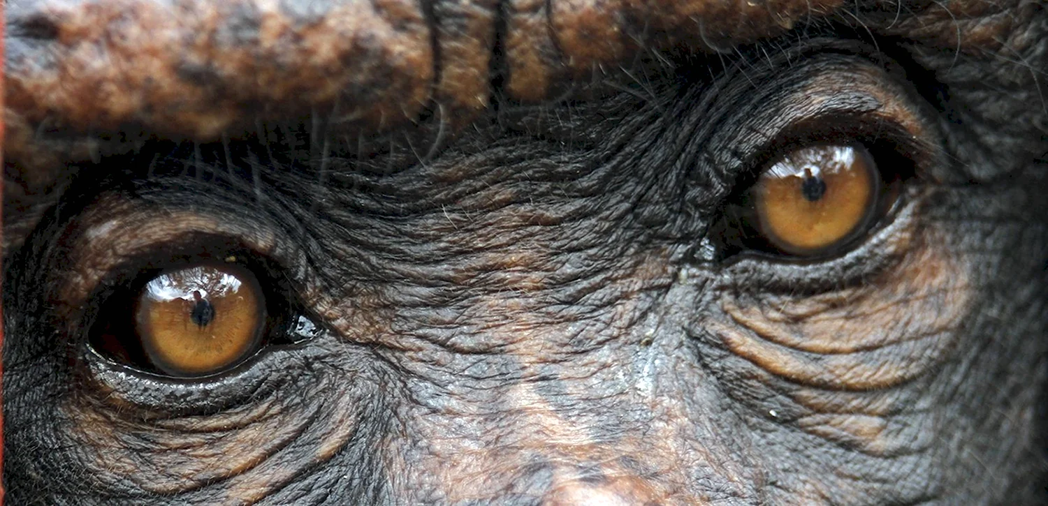 Глаза обезьяны