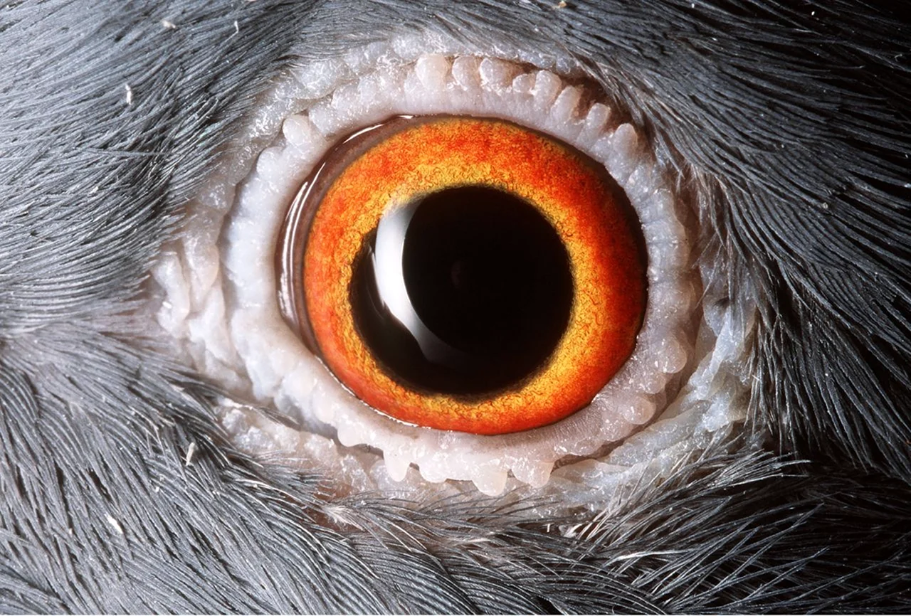 Глаза животных макро