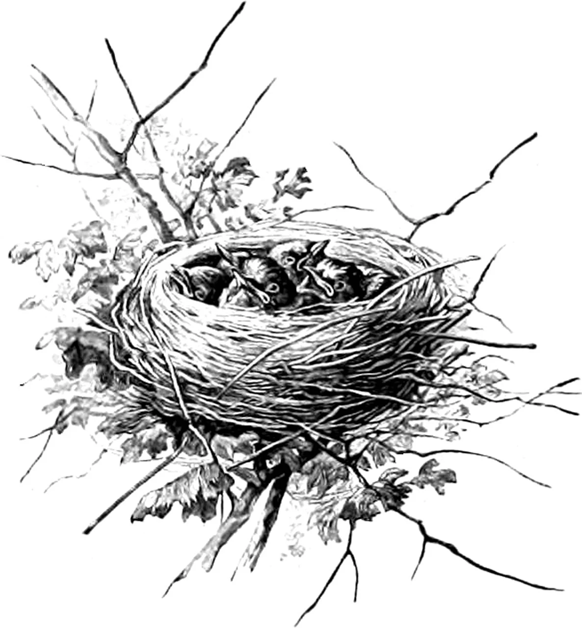Гнездо рисунок