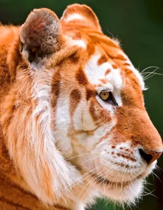 Голден Тайгер тигр