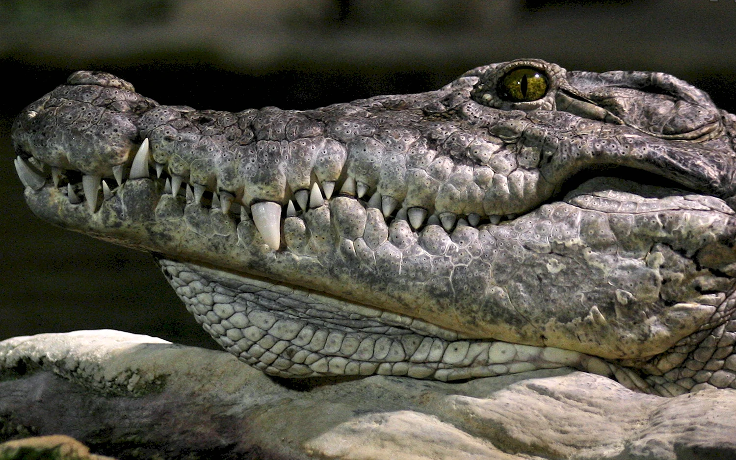 Голова нильского крокодила