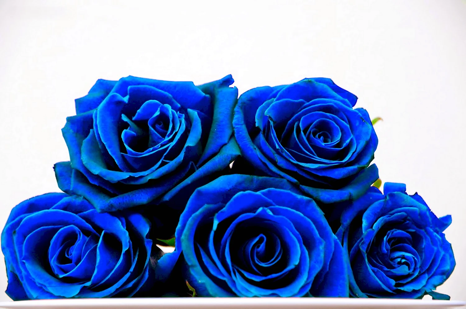 Голубая роза Линч