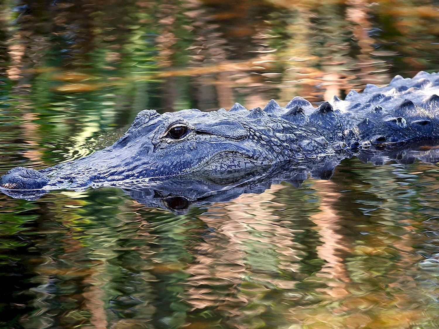 Голубой крокодил
