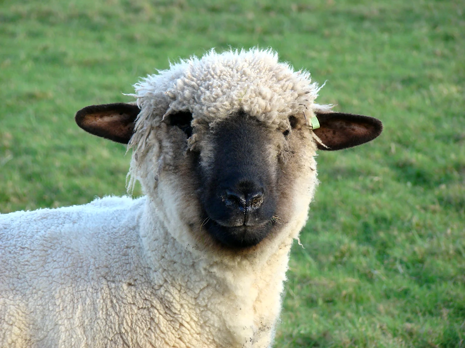 Голубомордая овца