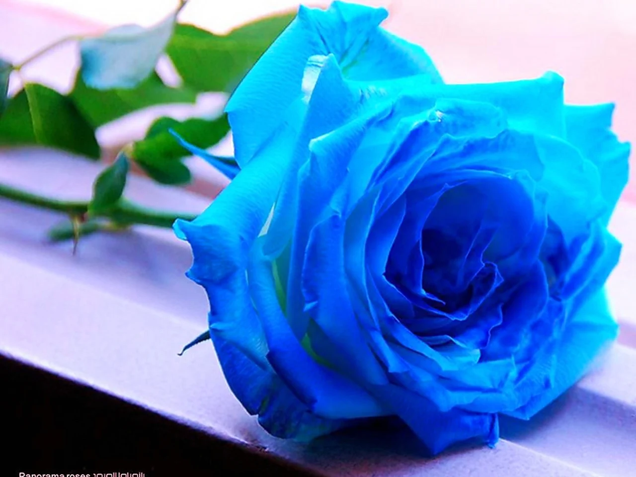 Голубые и синие розы