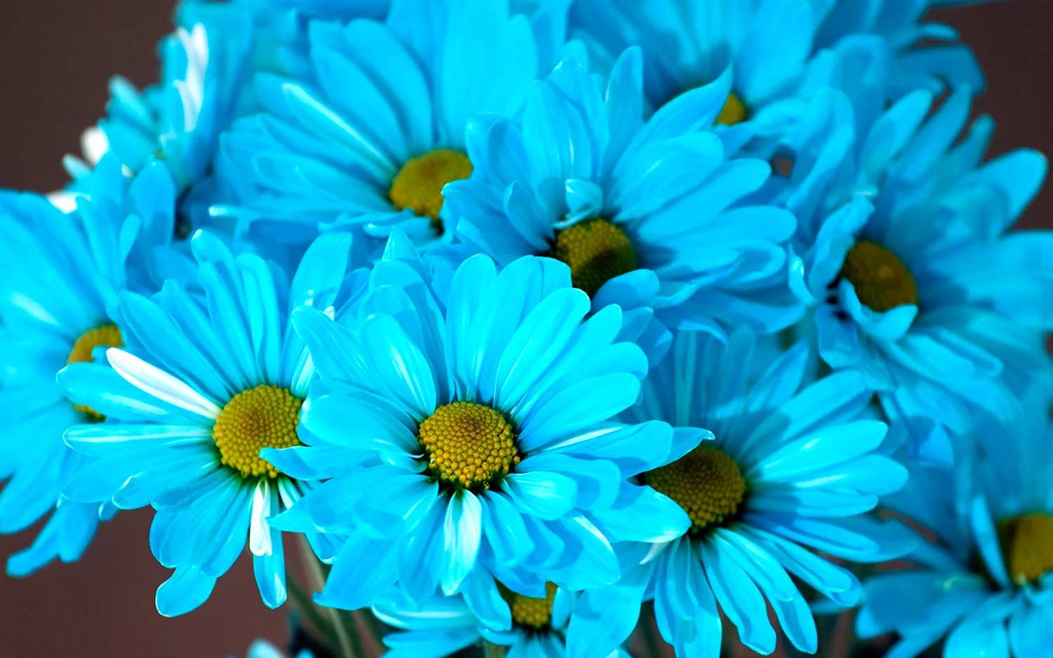 Голубые маргаритки цветы