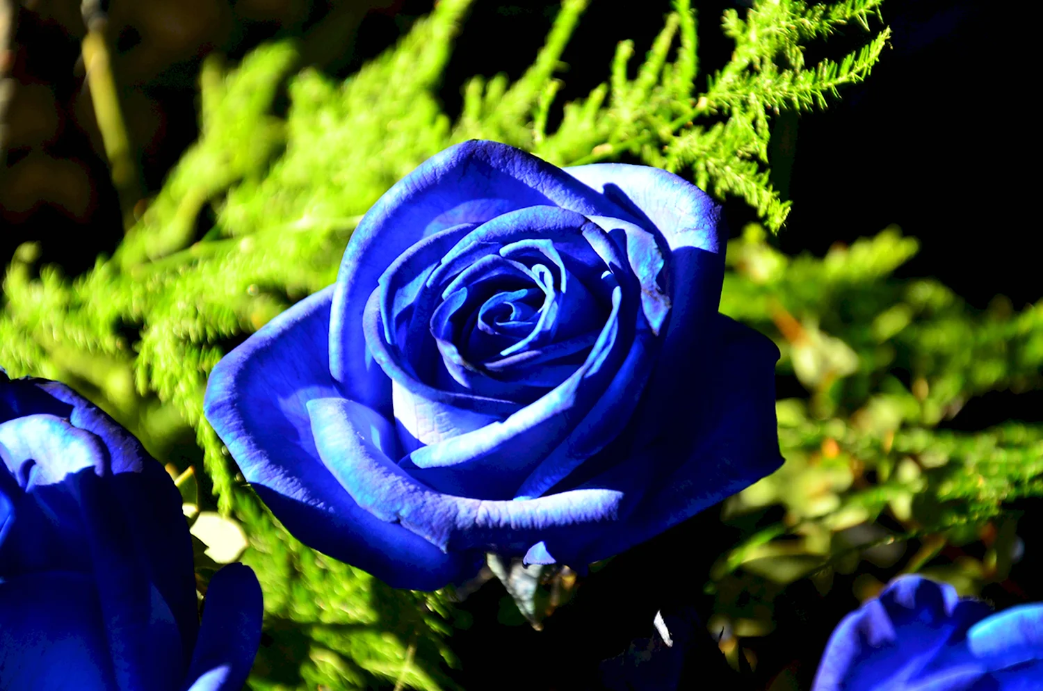 Голубые розы Сантори