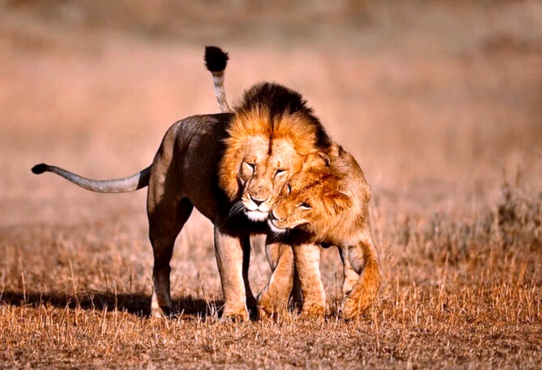 Гордая львица и Лев