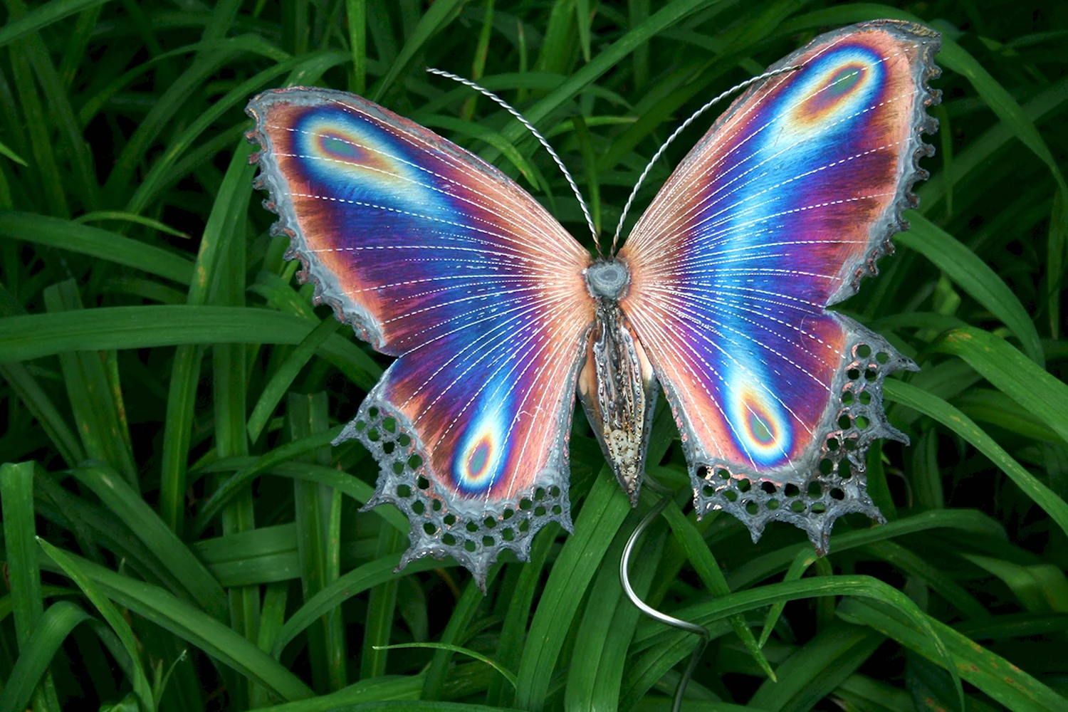 Горгеус бабочка