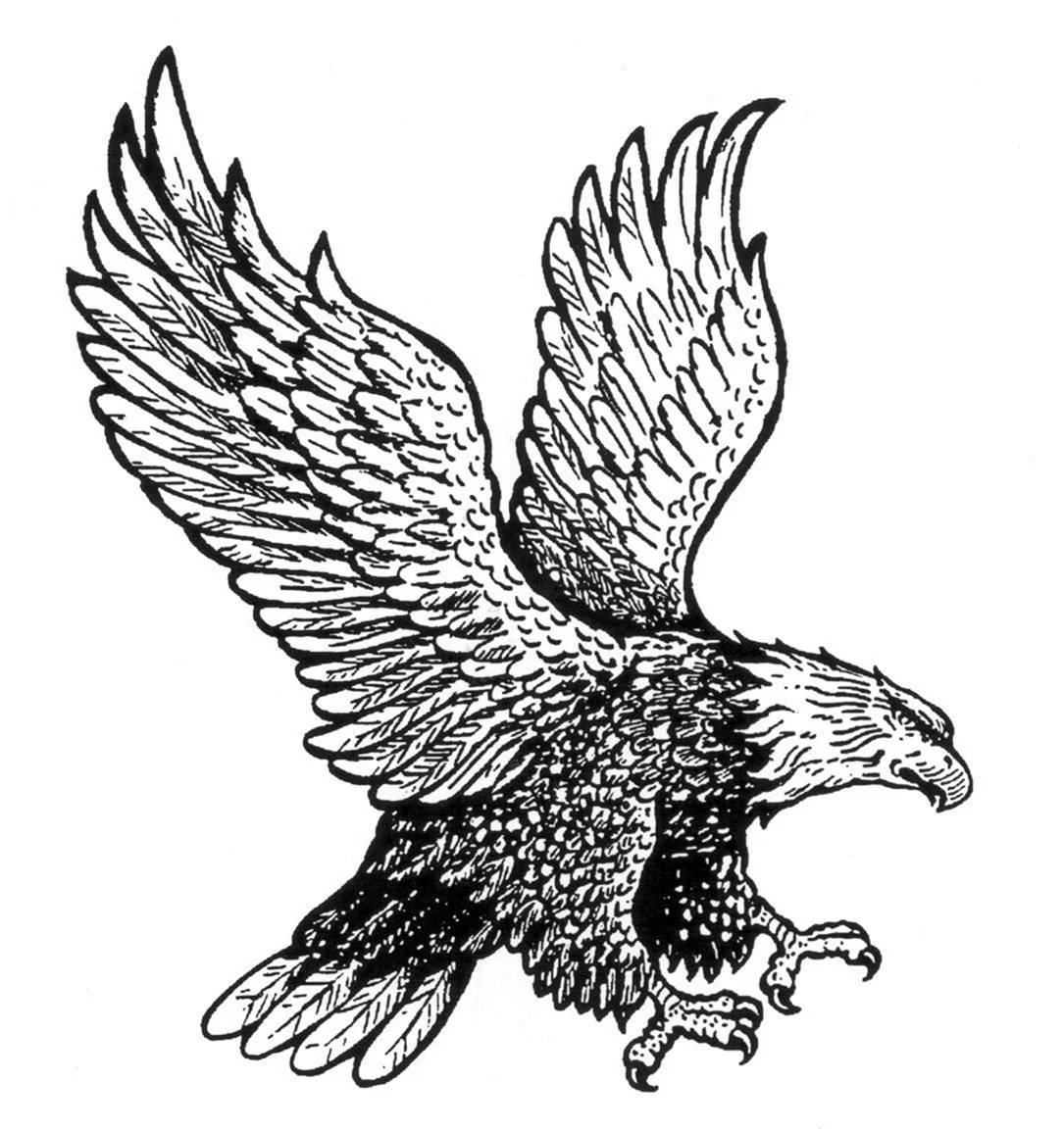 Графическое изображение орла