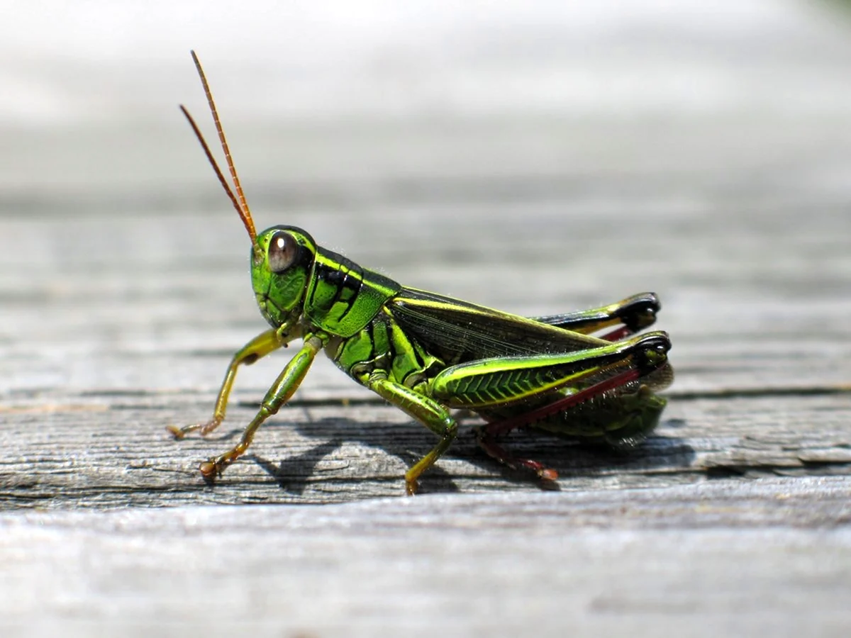Grasshopper «кузнечик» 1946.