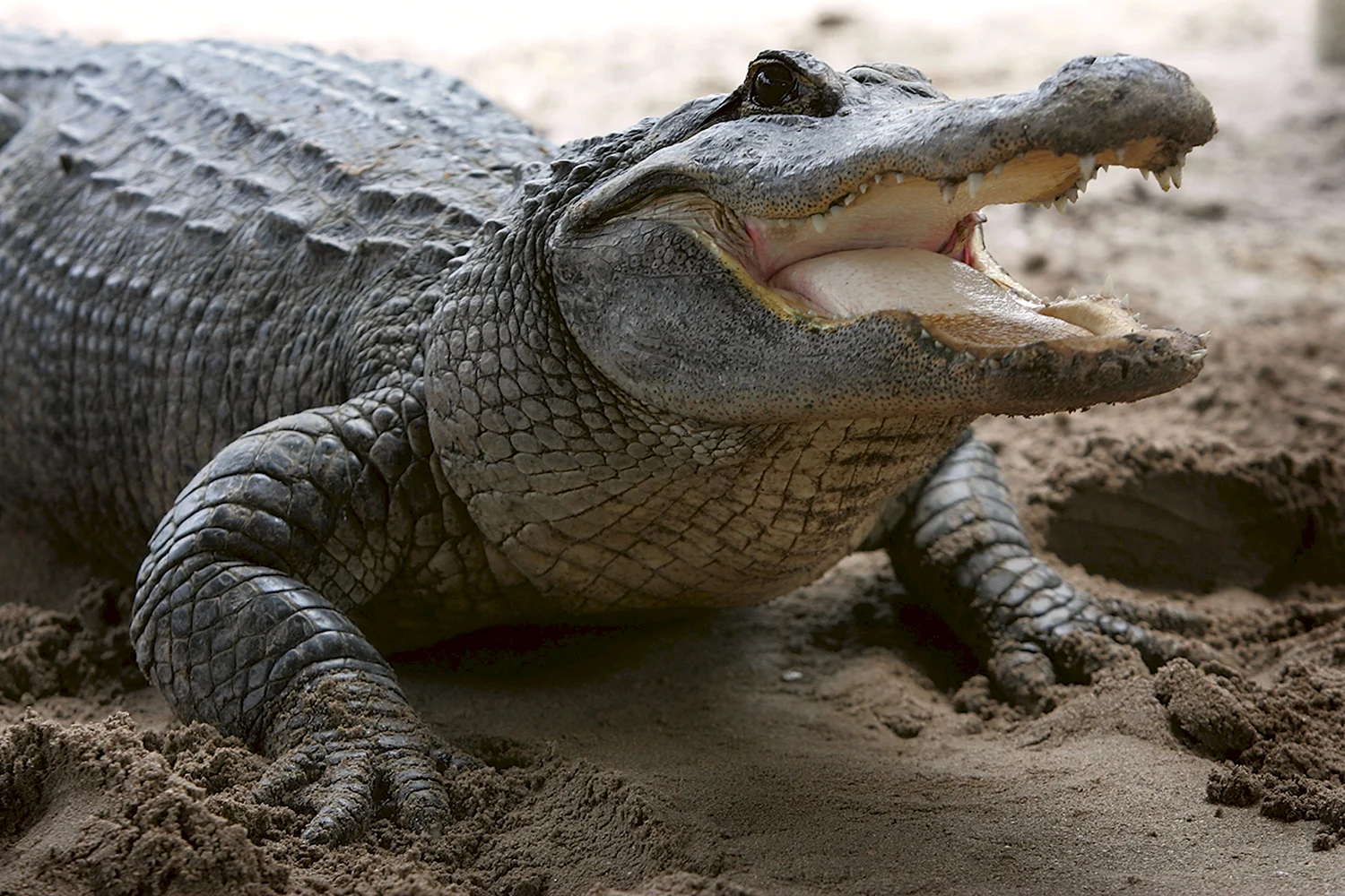 Гребнистый крокодил бег