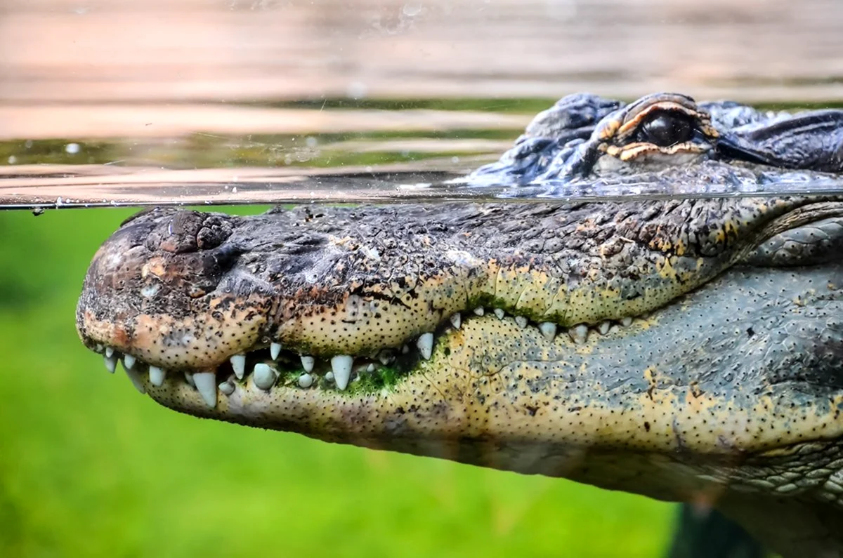 Гребнистый крокодил питание