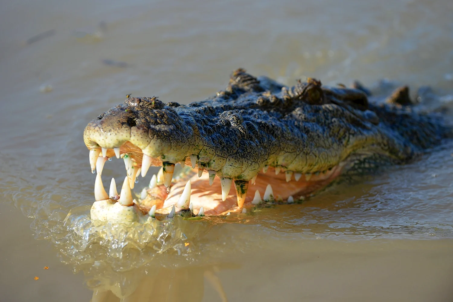 Гребнистый крокодил Шри Ланка