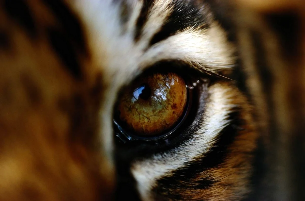 Грин Эбби глаза тигрицы