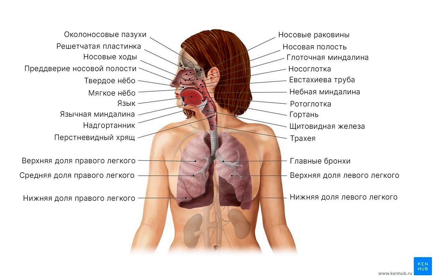 И ИП 777 дыхательная система человека ПИПП