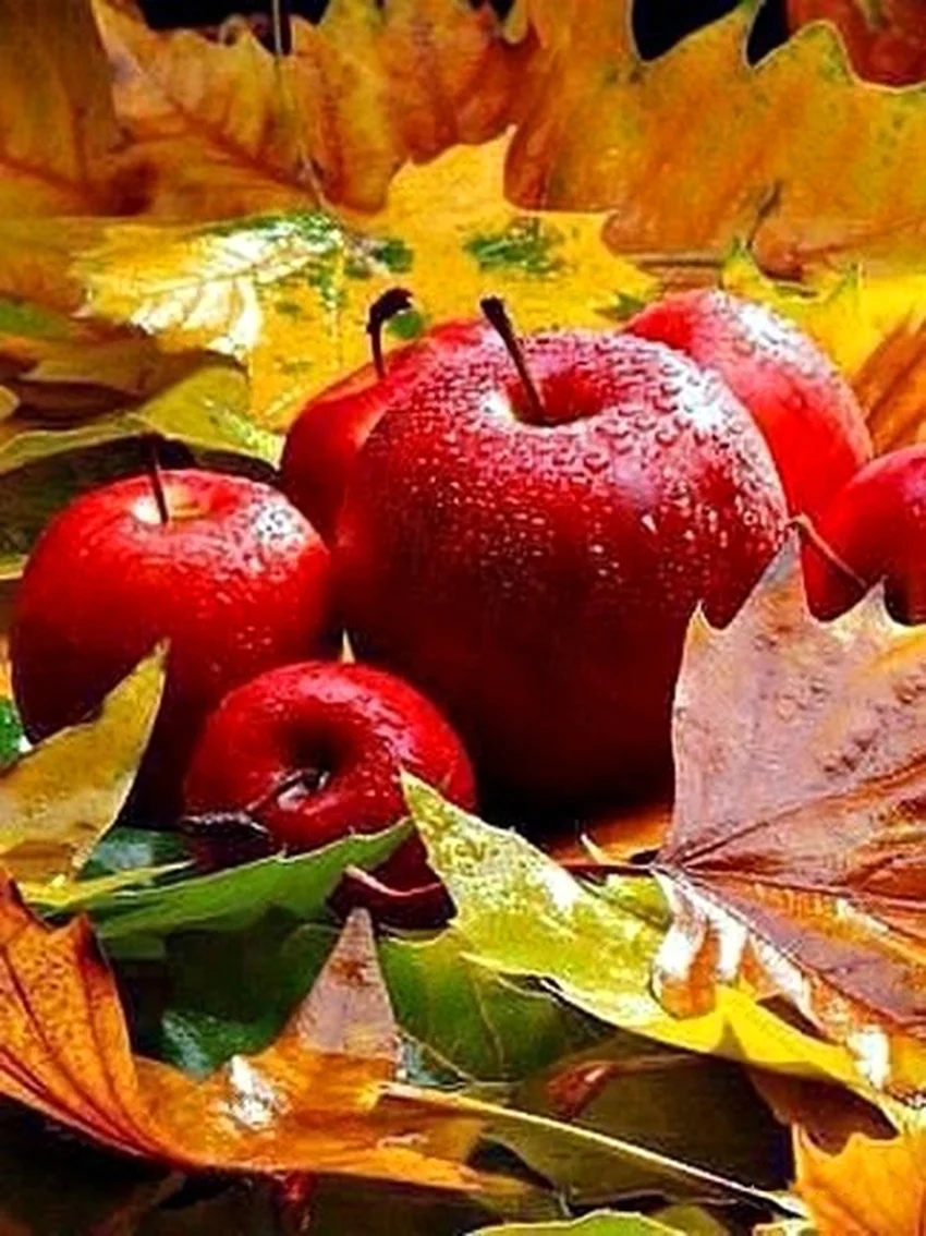 Яблоки в листве