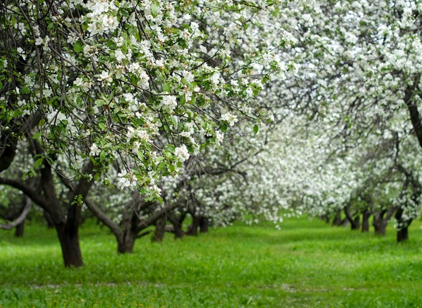 Яблоневый сад Балашиха