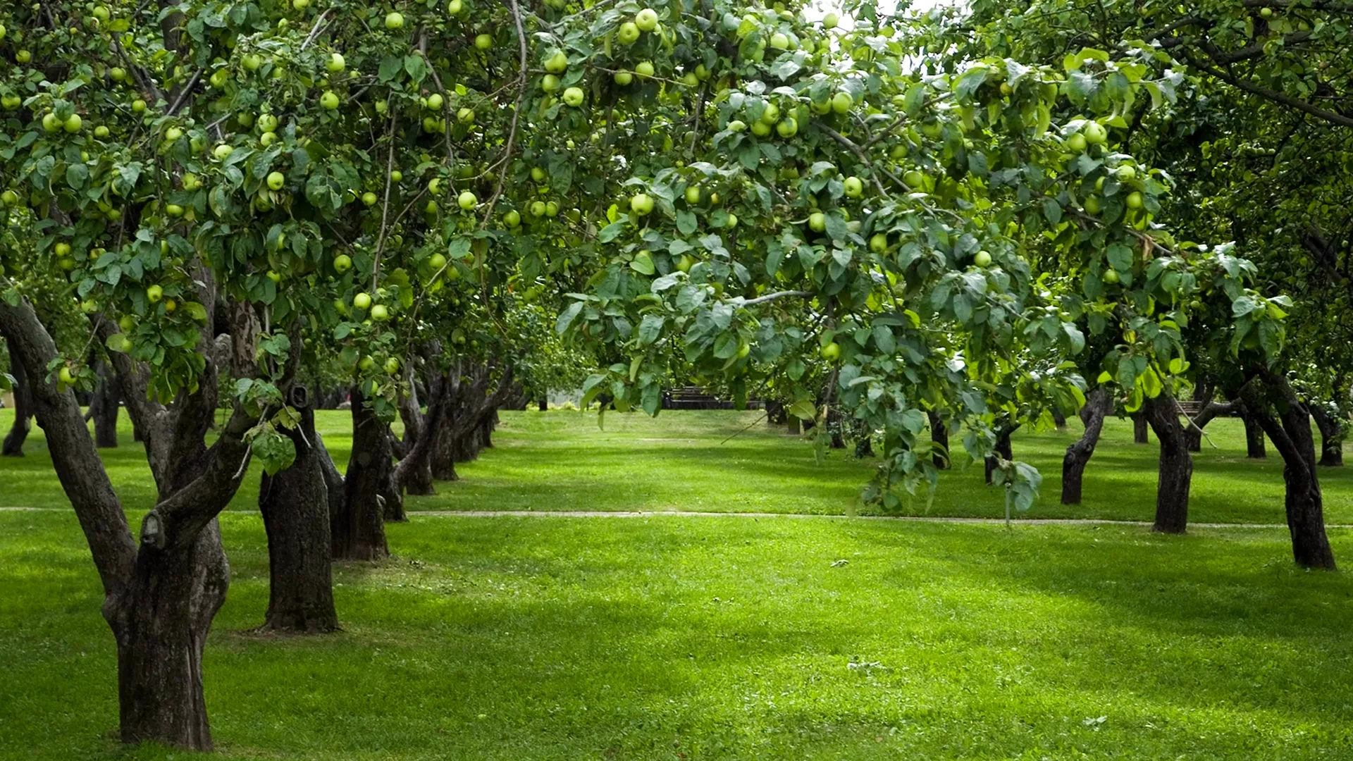 Яблоневый сад деревья