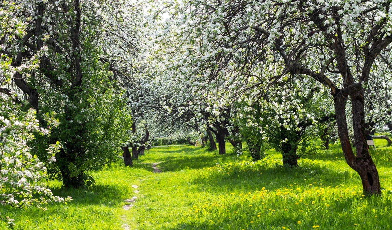Яблоневый сад Юрьев-польский район