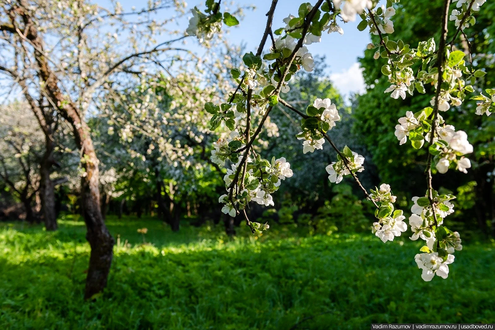 Яблоневый сад в Узбекистане