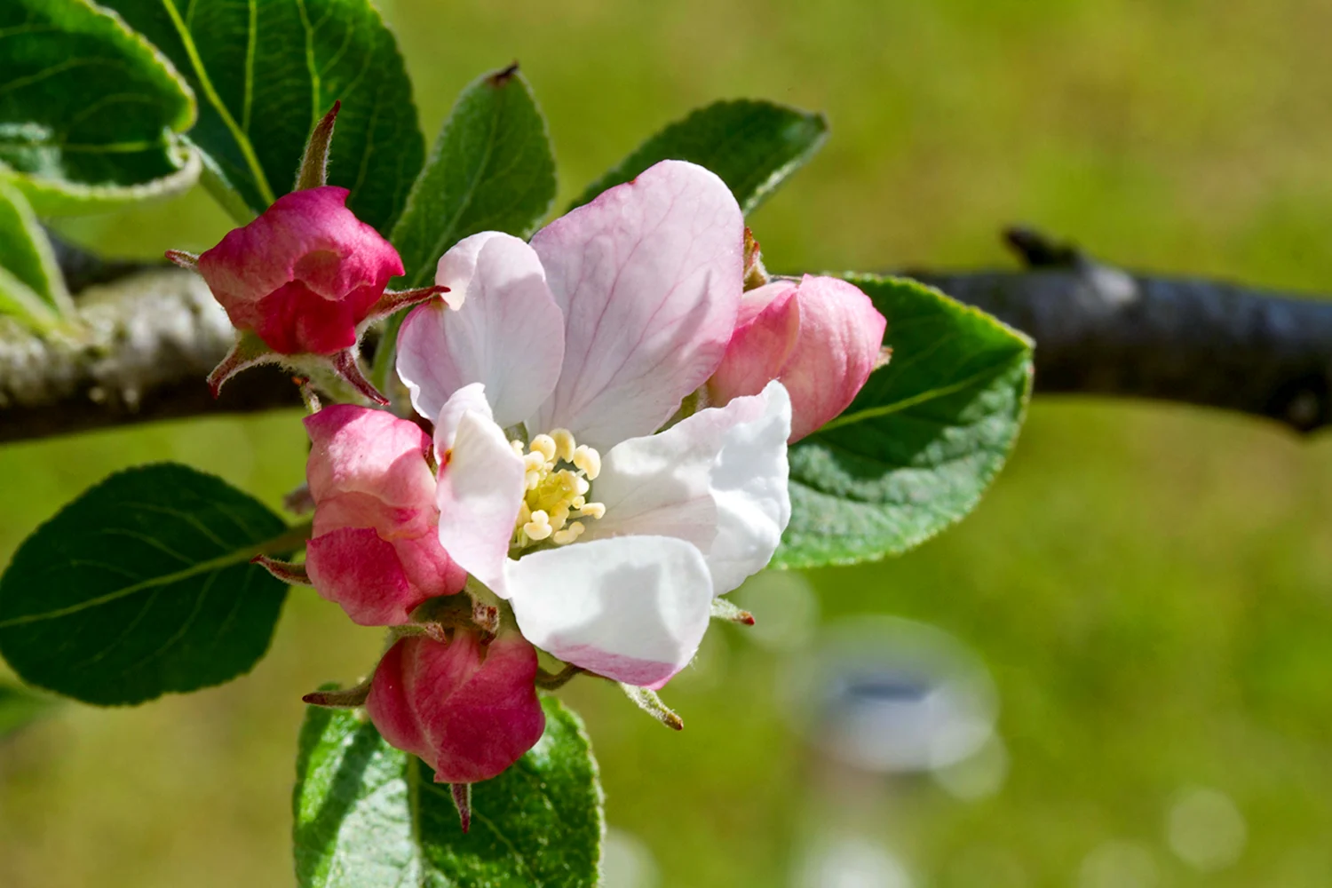 Яблоневый цвет Apple Blossom