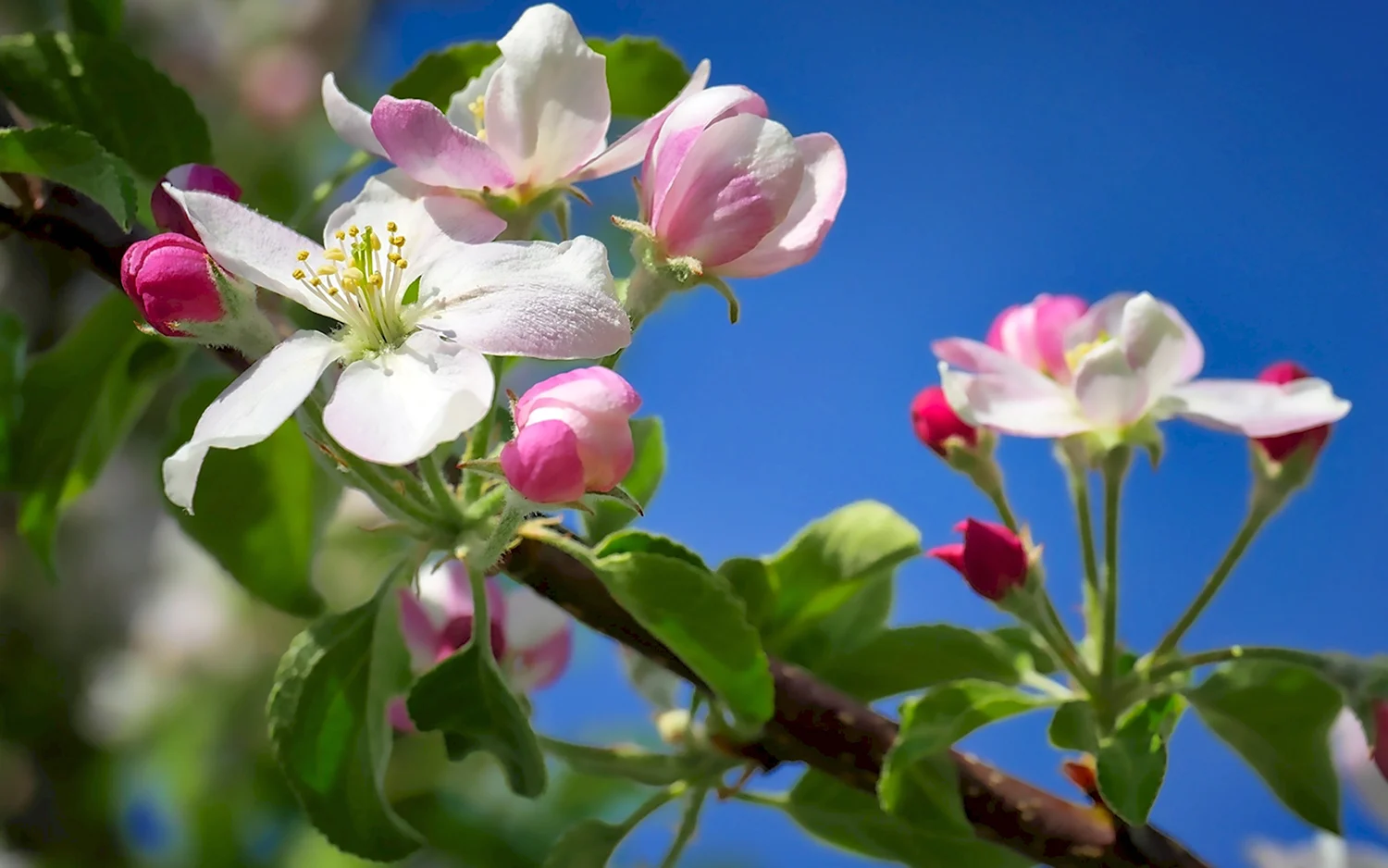 Яблоня Ауксис цветение
