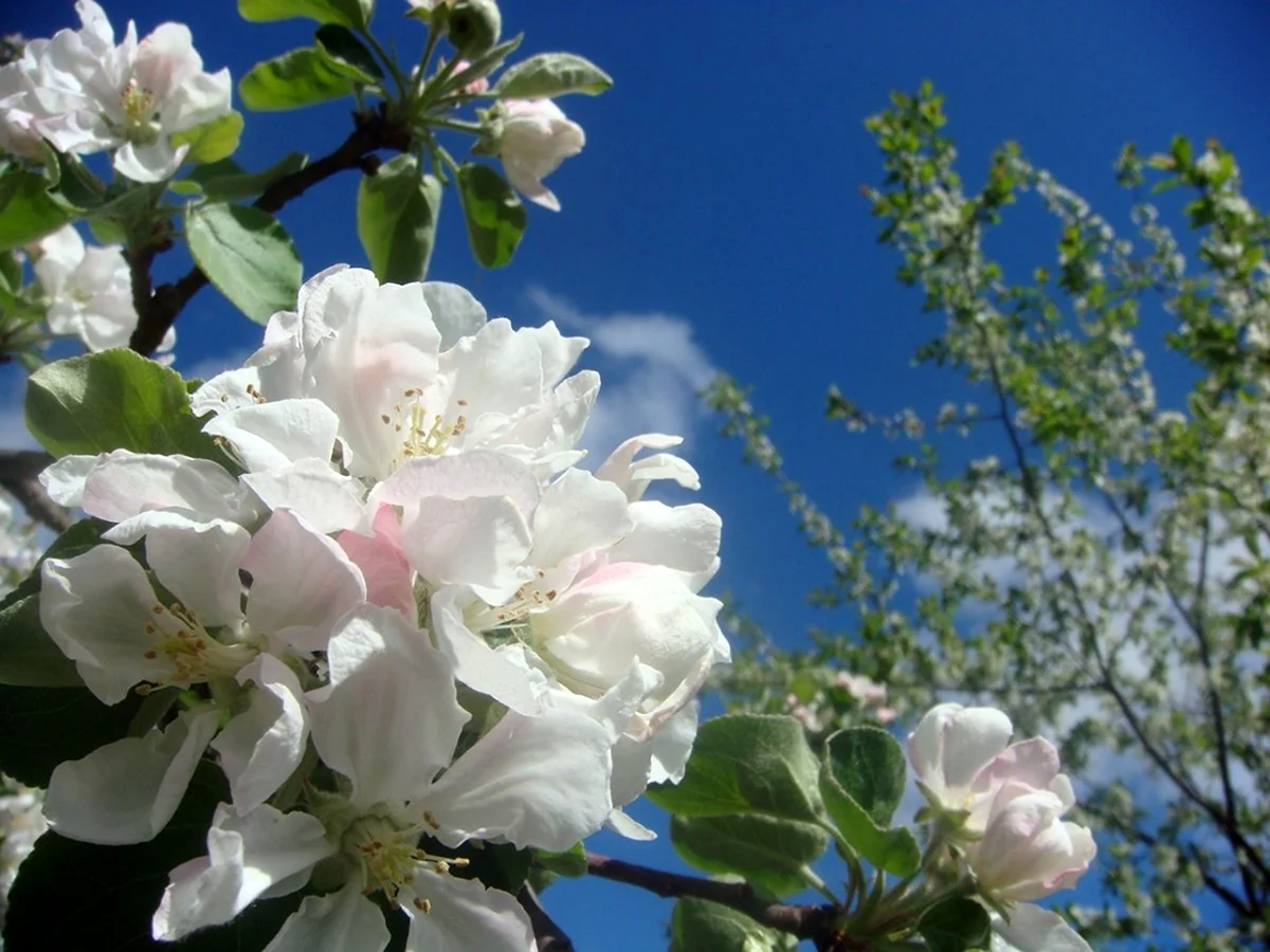 Яблоня макинтош цветение