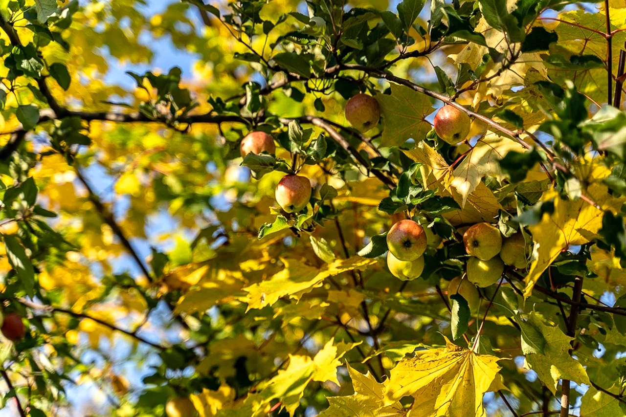 Яблоня осенью