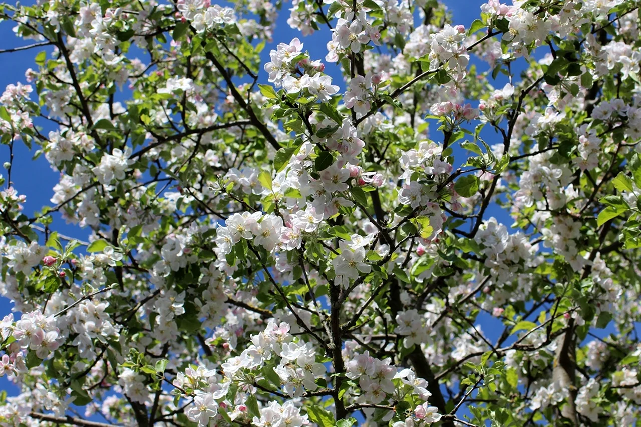 Яблоня Семеренко цветение