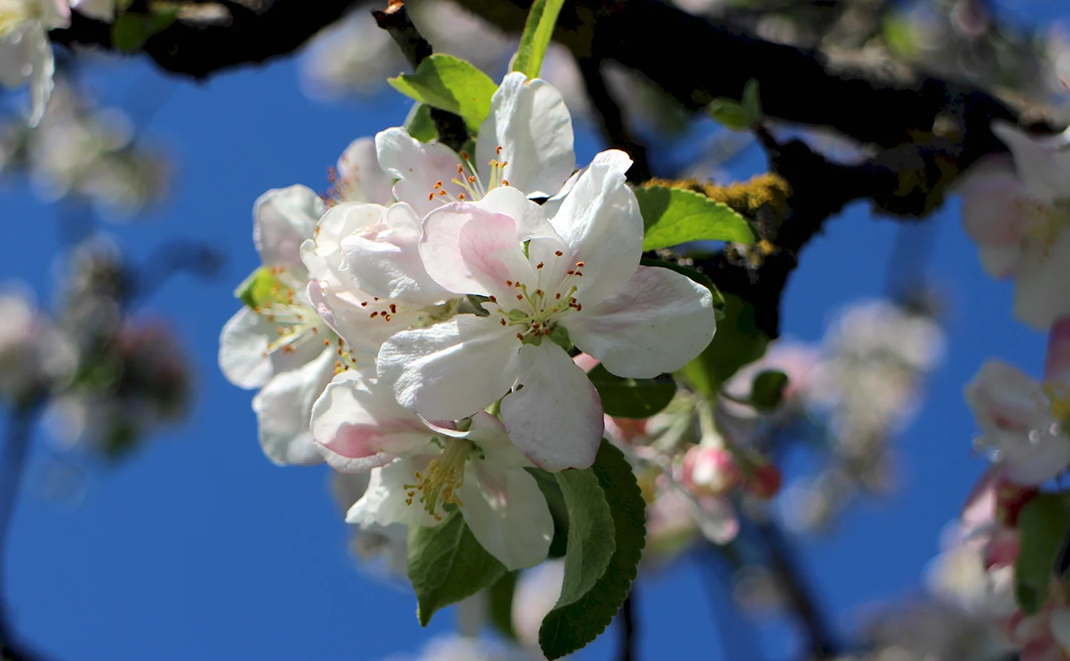 Яблоня цветение Услада