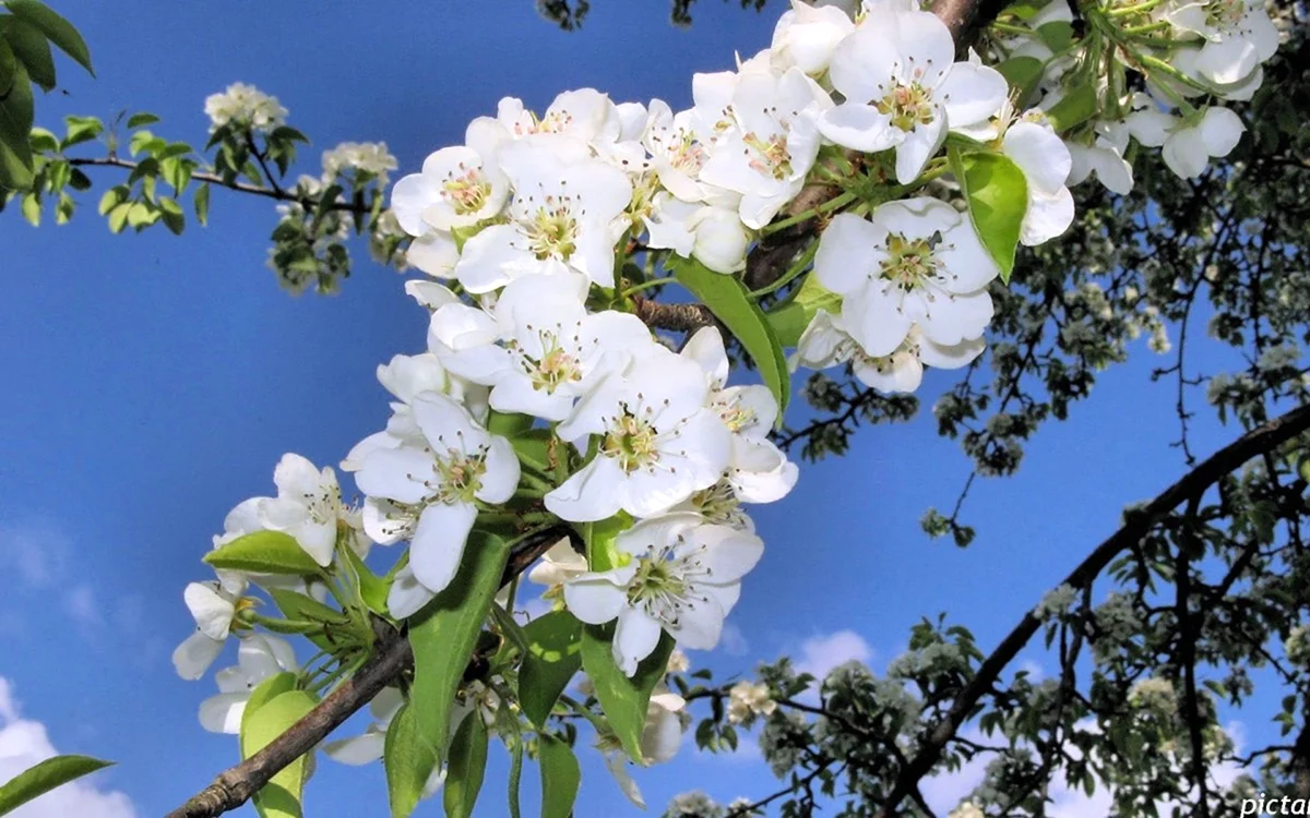 Яблоня цветёткартинки
