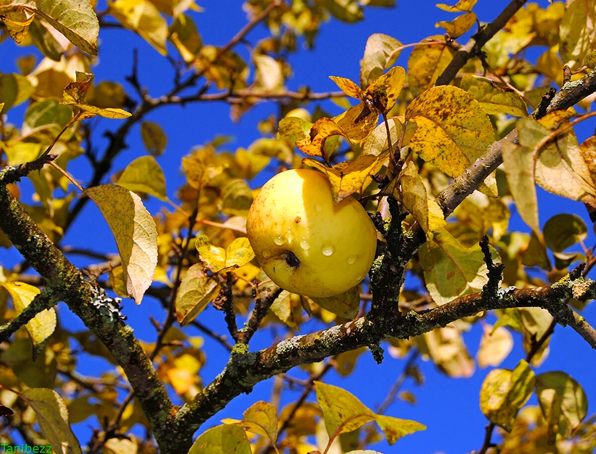 Яблоня Золотая осень Лисавенко