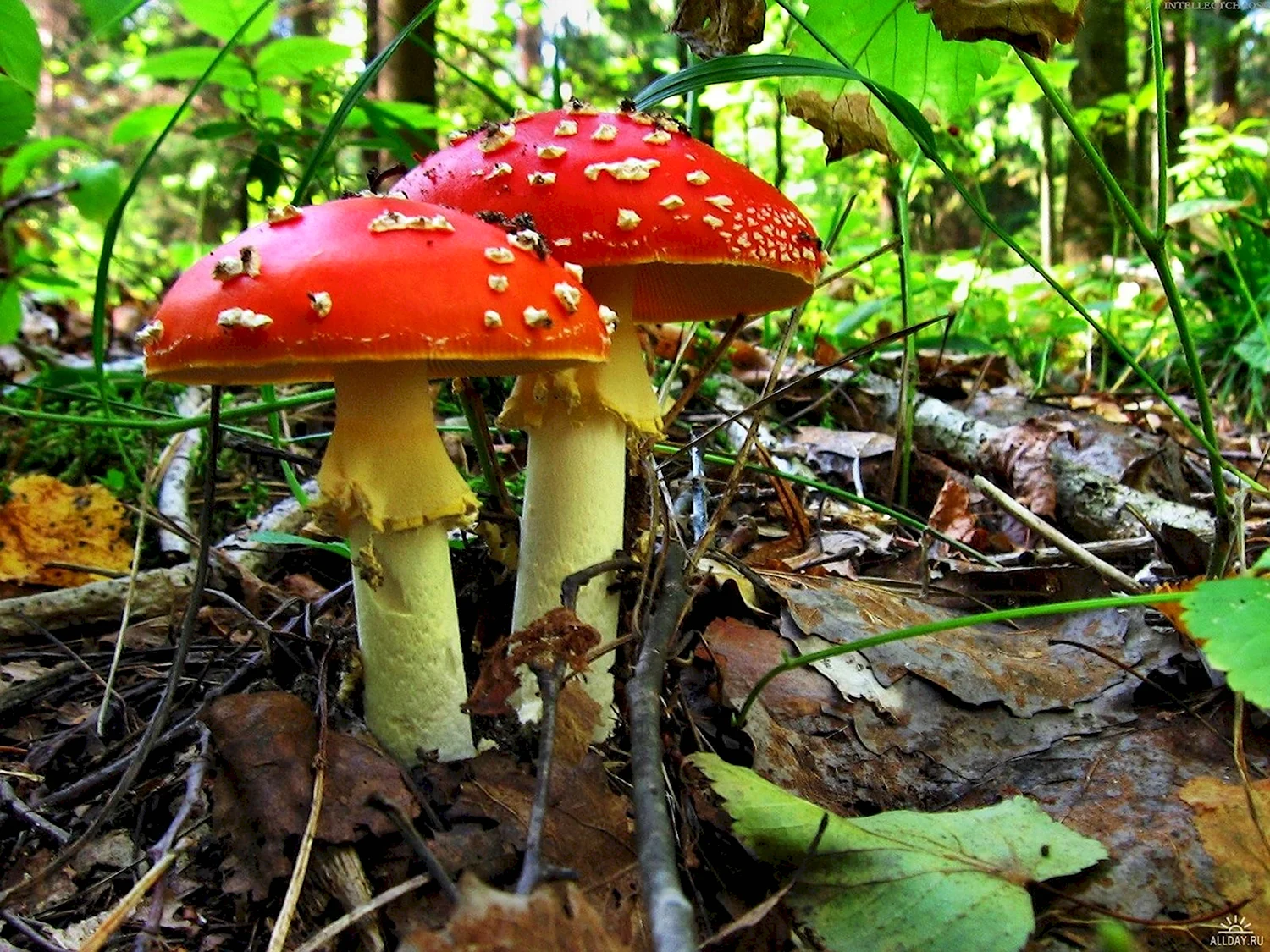 Ядовитые грибы в лесу