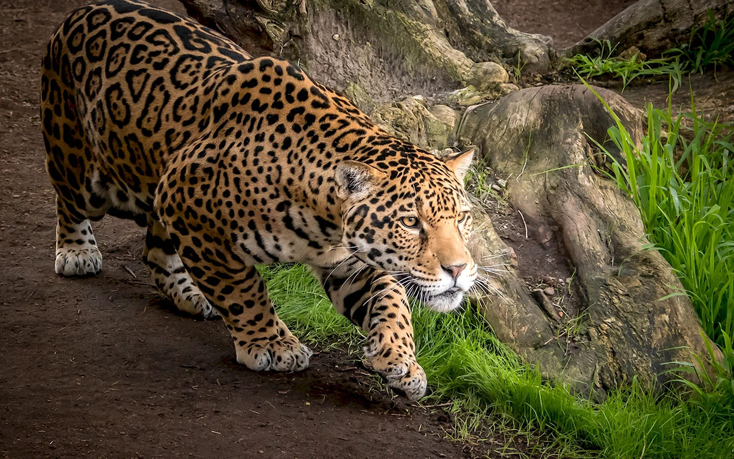 Ягуар млекопитающее