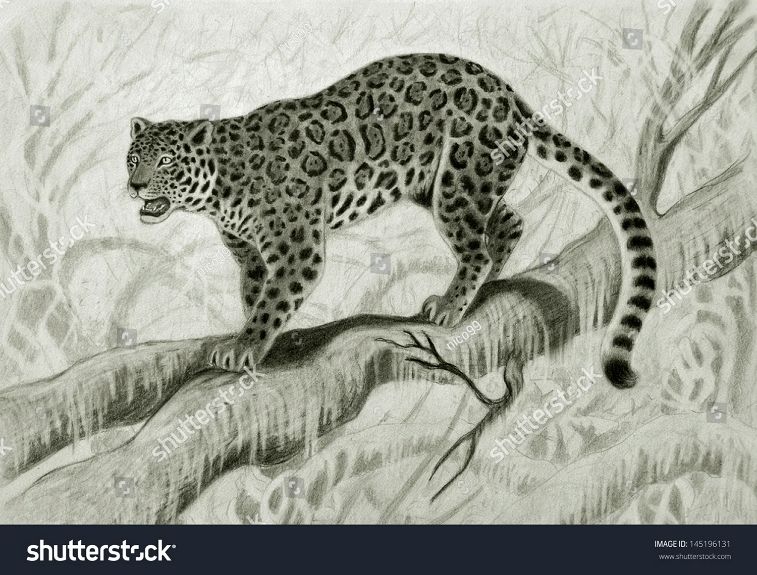 Ягуар на дереве рисунок