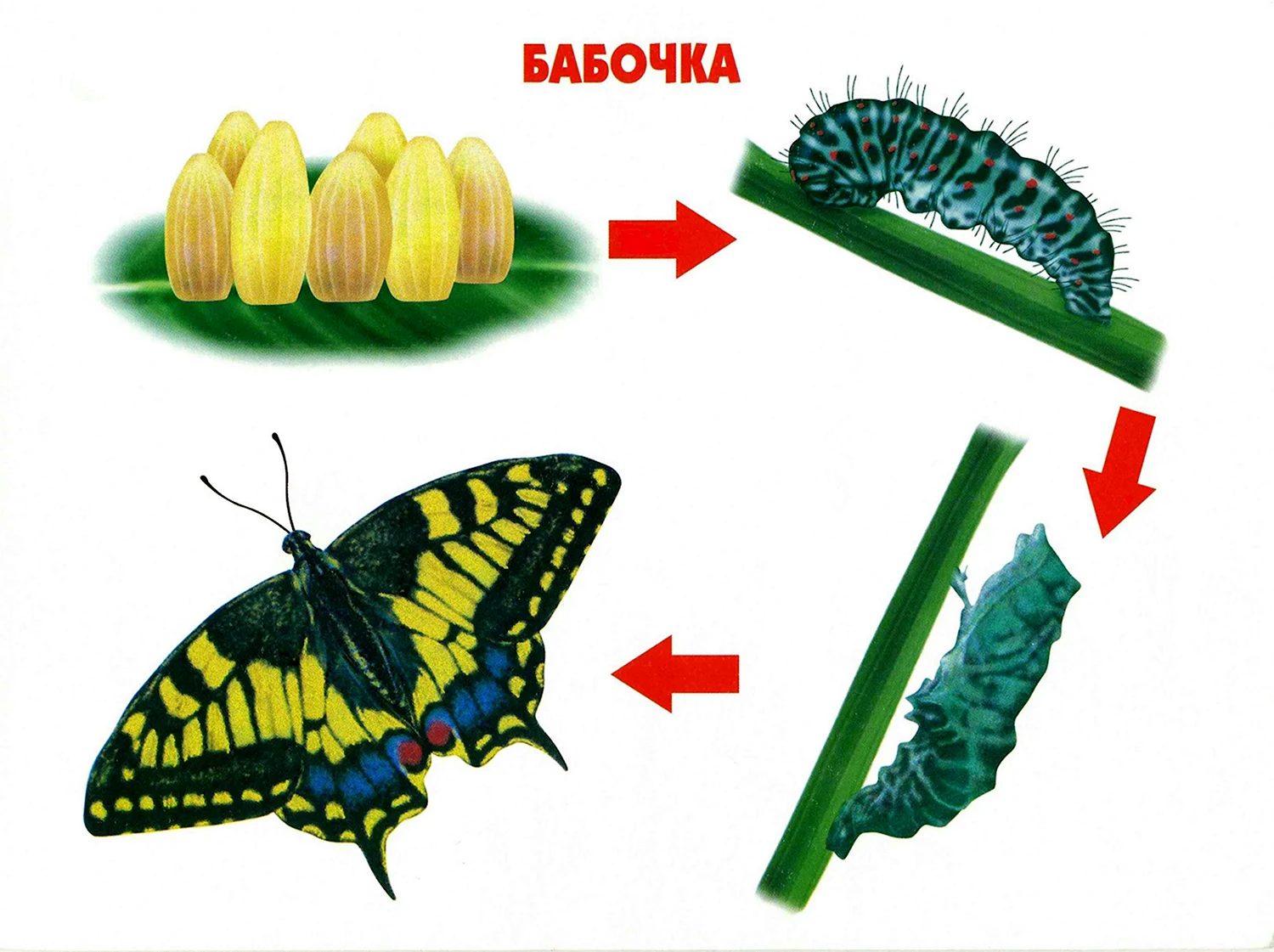 Яйцо личинка бабочка стадия развития