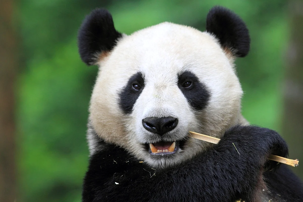 Интересное о пандах