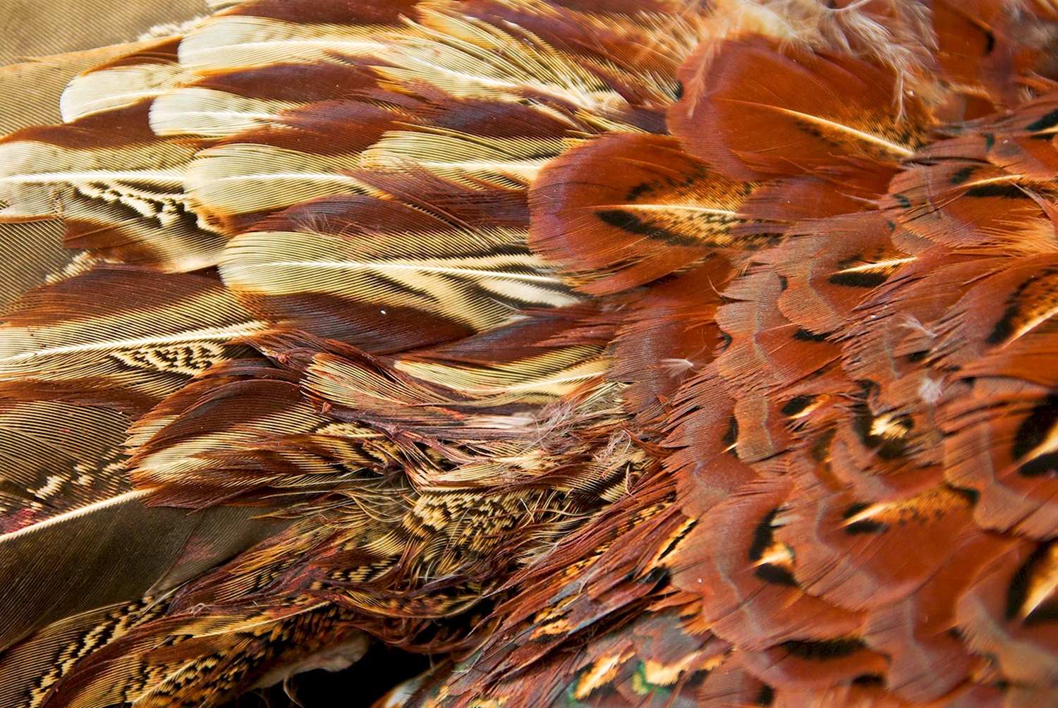 Ирис Pheasant Feathers