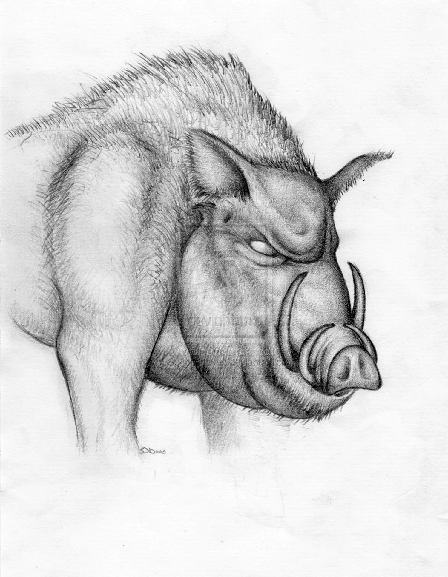 Рисунки свиней для срисовки (70 фото)