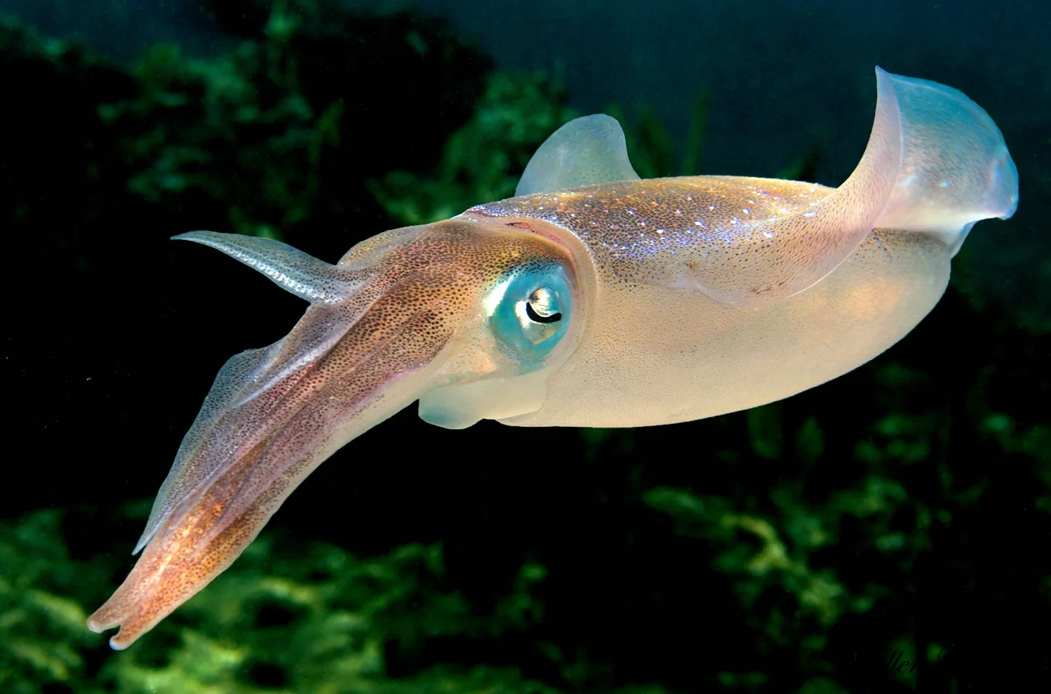 Каракатицевидный кальмар