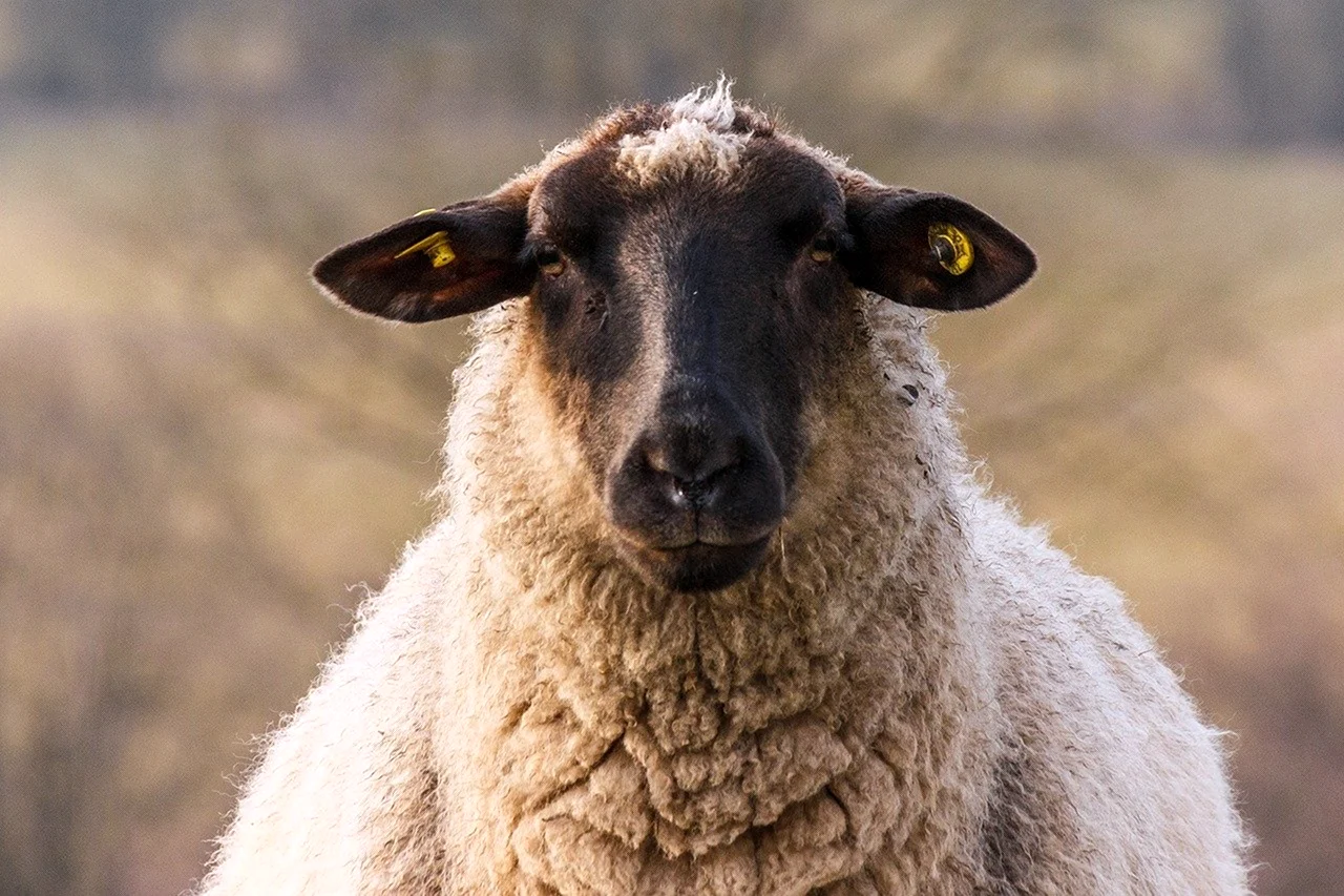 Каракульская порода овец Тонина шерсти