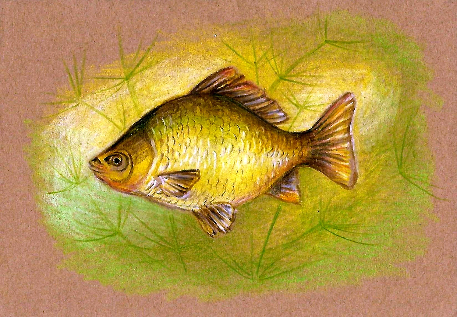 Карась рисунок. Рыбы цветными карандашами. Малька рисунок. Карась карандашом.