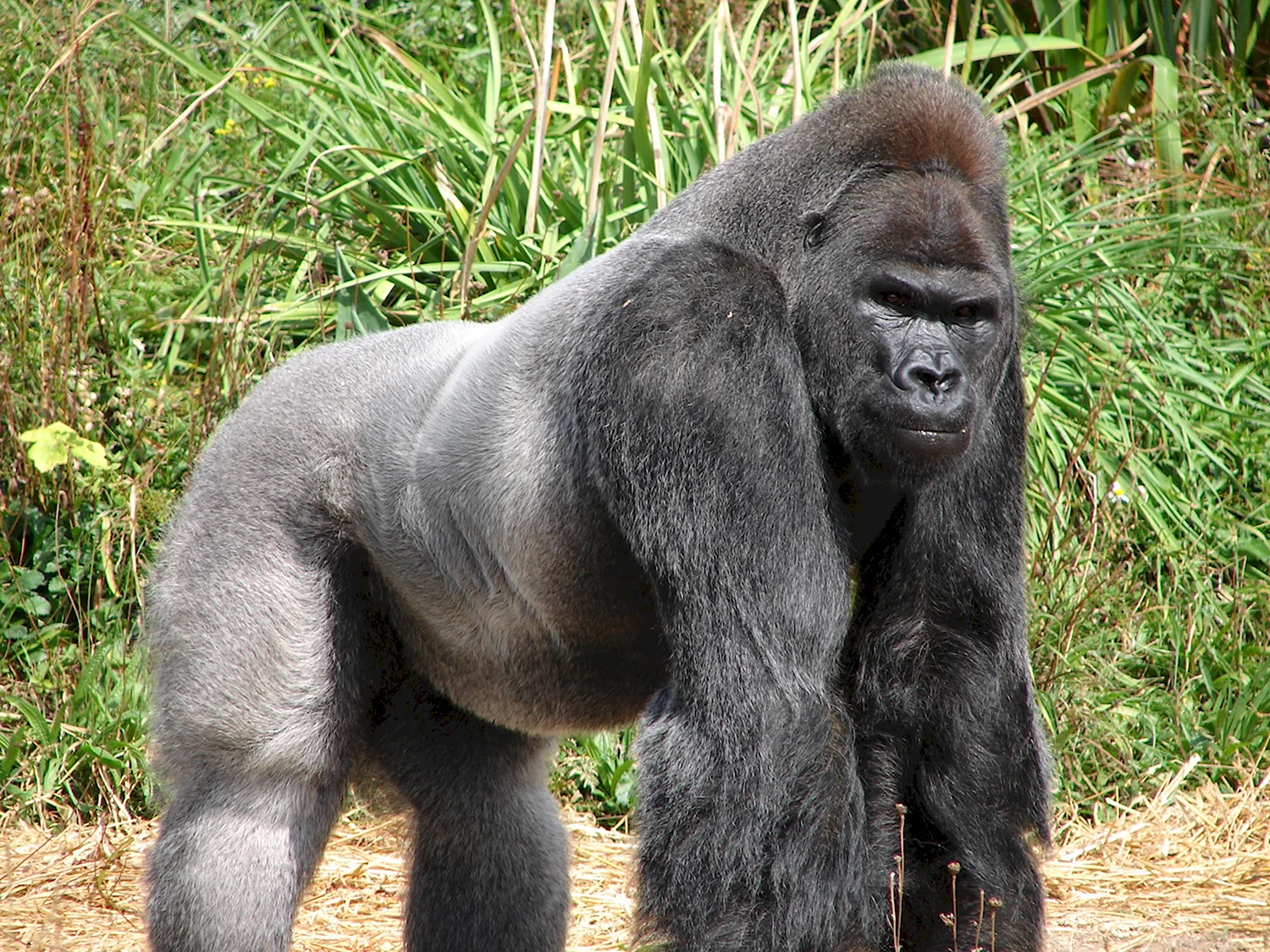 Карликовая горилла
