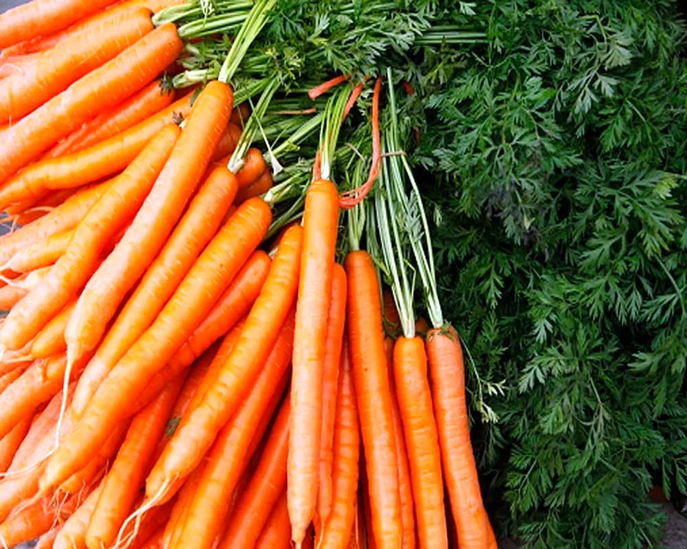 Каротиноиды в моркови