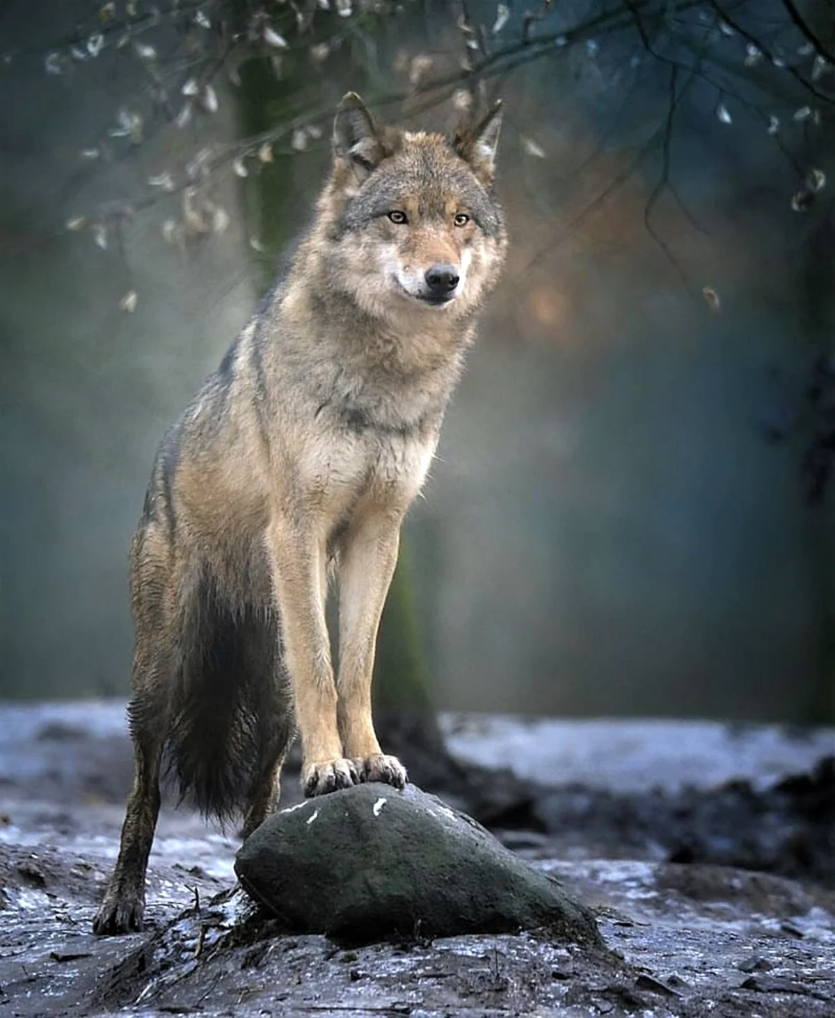 Карпатский волк фото